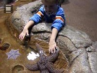 touch starfish